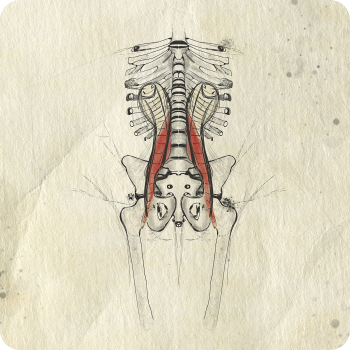 Food for thoughts on the term PSOAS Food for thoughts on the term PSOAS