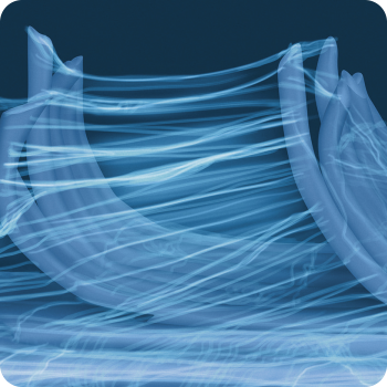 fascia courtesy joseph e. muscolino originally published in the massage therapy journal
