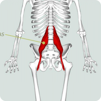 Disegno Psoas