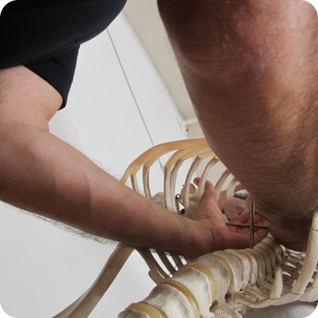 Volumes in the thorax Volumes in the thorax