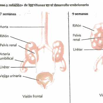 I Reni : la loro motilita´